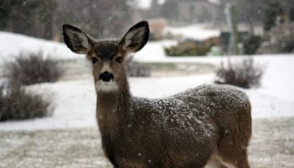 OMG—A Deer! Why You Need Both Seed and Panel Data for Deliverability